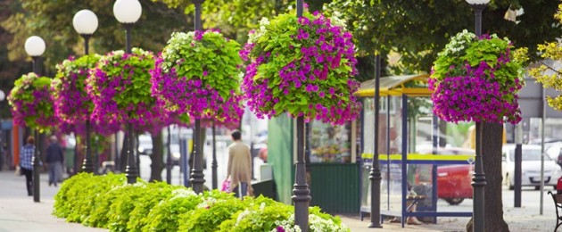 Petunias in urban decorations