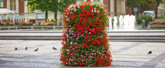 Pelargonium in urban decorations