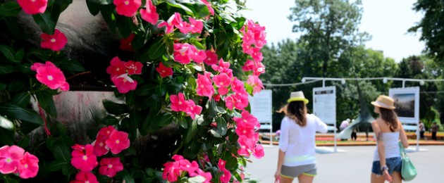 Flowers in Varna